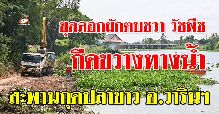 สะพานกุดปลาขาว-ขุดลอกผักตบชวา-01.jpg