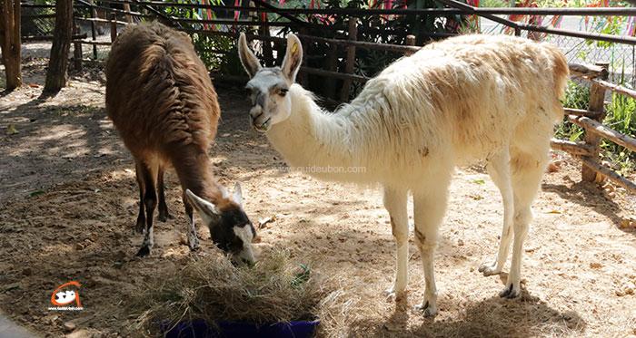 สวนสัตว์อุบล-ลามา-lama-03.jpg