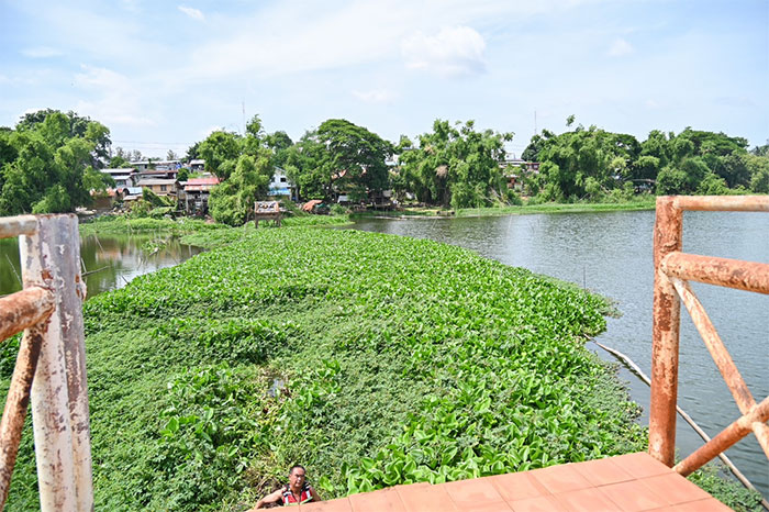 สะพานกุดปลาขาว-ขุดลอกผักตบชวา-04.jpg