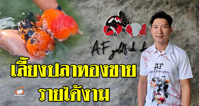 AF-Goldfish-Ubon-ปลาทอง-01.jpg