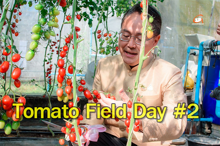 Tomato-Field-Day-01.jpg