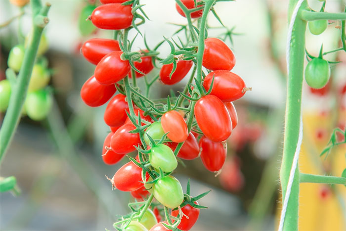 Tomato-Field-Day-05.jpg