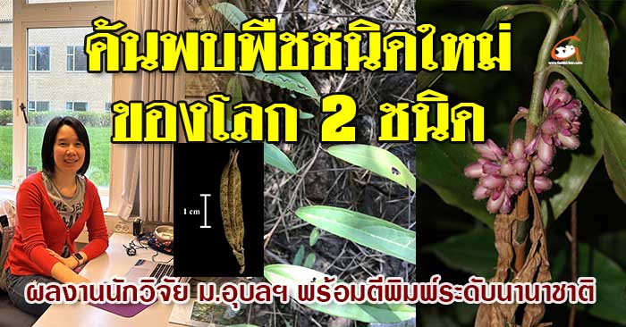 ขี้อ้นกิ่งดำ-ม่วงศรีอุดร-01.jpg