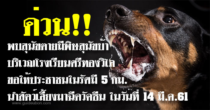 พิษสุนัขบ้า-หมา-แมว-ฉีดวัคซีน-06.jpg