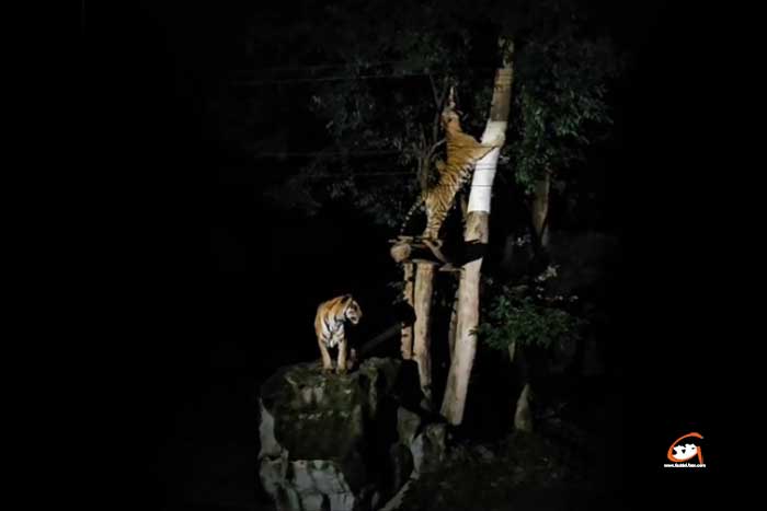 ดอกเทียนหอม-Night-Zoo-07.jpg