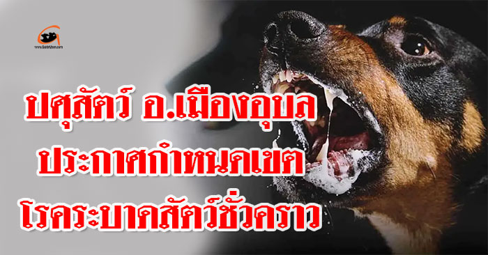 เขตโรคระบาดสัตว์ชั่วคราว-อุบล-01.jpg