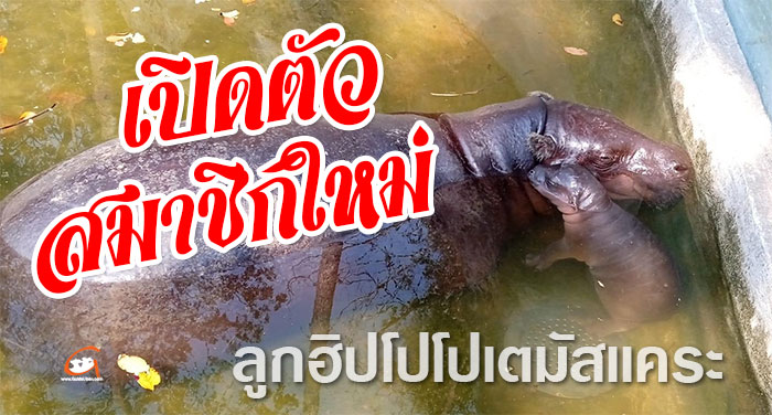 ลูกฮิปโปโปเตมัสเเคระ-UBON-ZOO-01.jpg