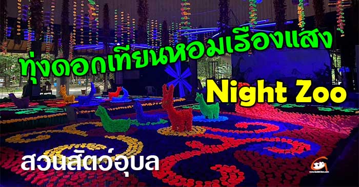 ดอกเทียนหอม-Night-Zoo-01.jpg