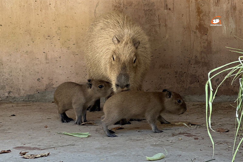สวนสัตว์อุบลฯ ต้อนรับสมาชิกใหม่ ลูกหนูยักษ์ หรือคาปิบาร่า