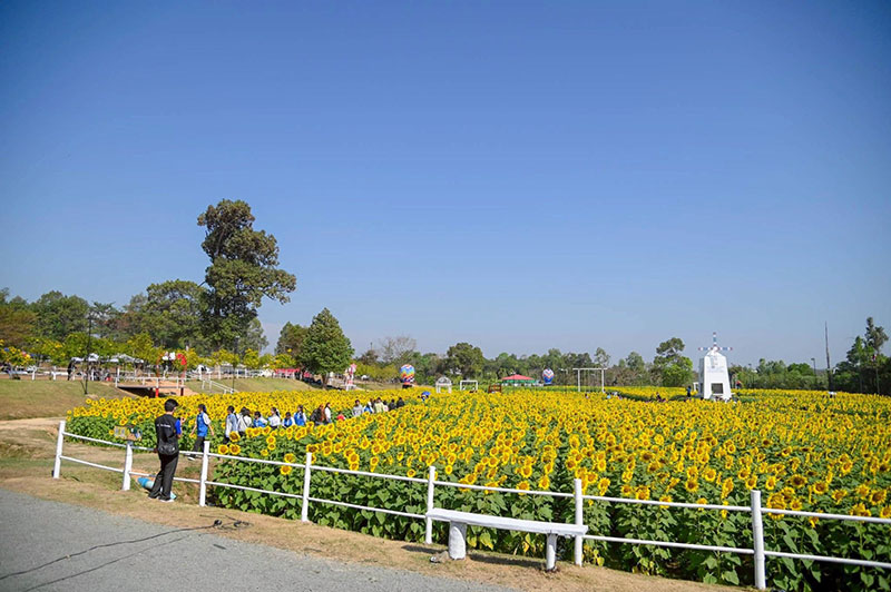 เปิดเทศกาลทุ่งทานตะวัน @ทุ่งบูรพา ชวนเที่ยวฟรี กระตุ้นเศรษฐกิจอุบลฯ