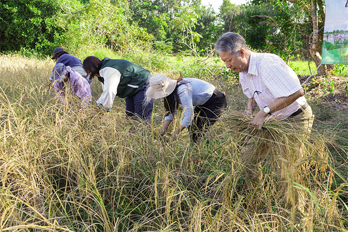 ลงแขกเกี่ยวข้าว-อุบล67-04.jpg