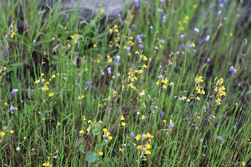 พ่อเมืองอุบลฯ ลงพื้นที่ชมทุ่งดอกไม้ป่าตามรอยเสด็จฯ