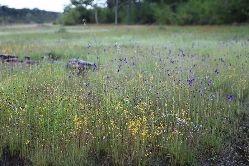 พ่อเมืองอุบลฯ ลงพื้นที่ชมทุ่งดอกไม้ป่าตามรอยเสด็จฯ