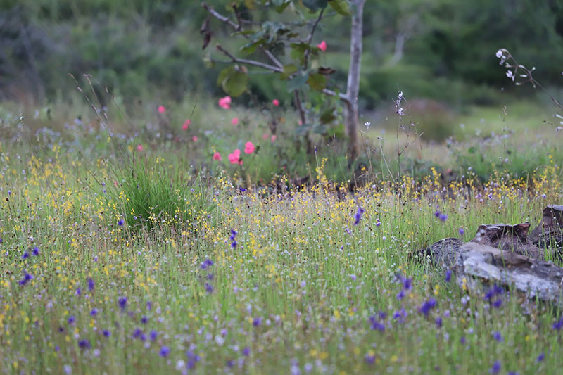 พ่อเมืองอุบลฯ ลงพื้นที่ชมทุ่งดอกไม้ป่าตามรอยเสด็จฯ