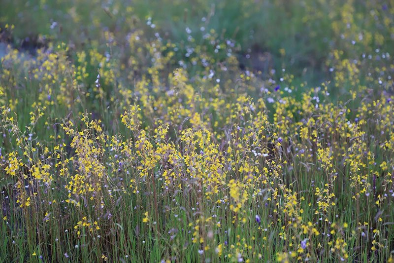 พ่อเมืองอุบลฯ ลงพื้นที่ชมทุ่งดอกไม้ป่าตามรอยเสด็จฯ