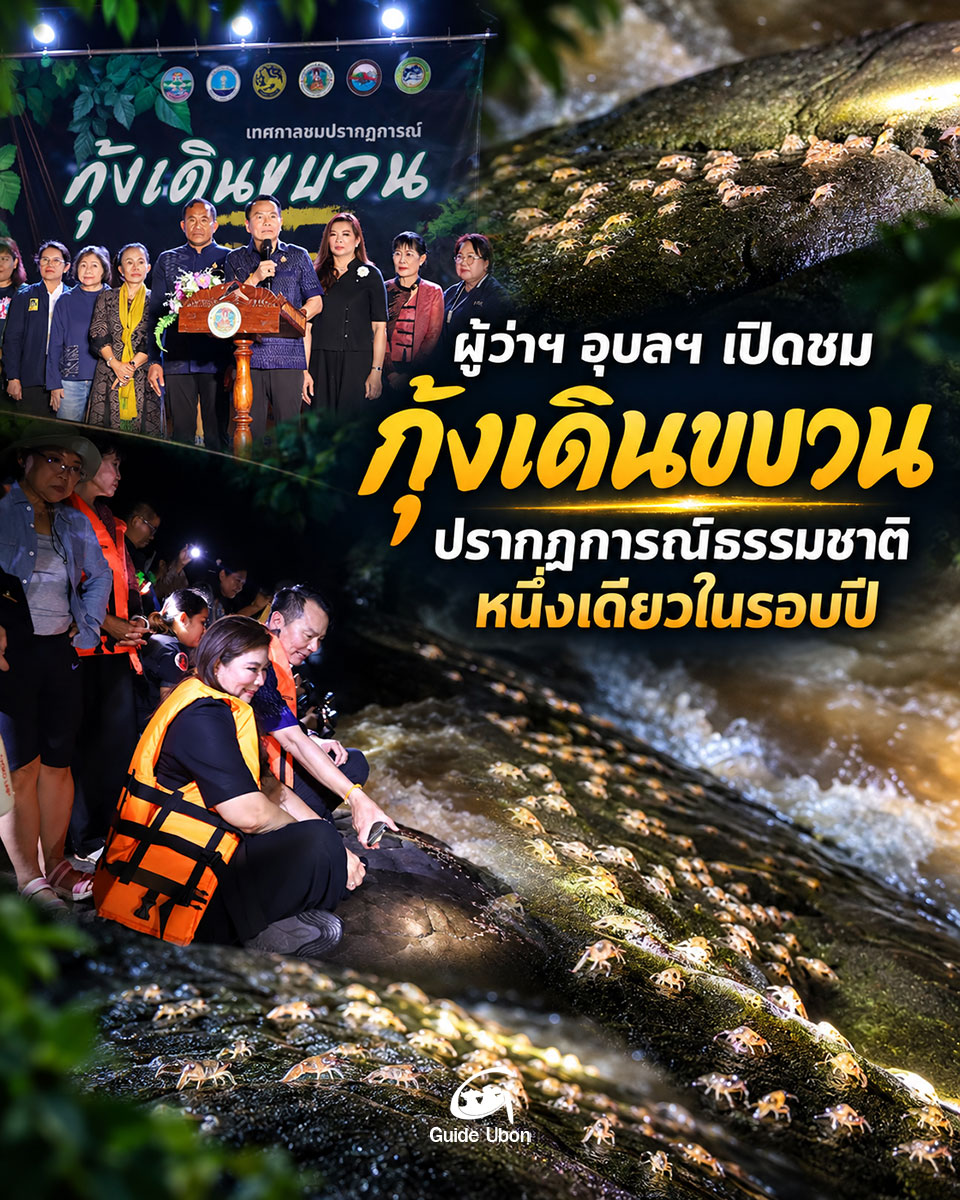 ผู้ว่าฯ อุบลฯ เปิดชมปรากฏการณ์ธรรมชาติ กุ้งเดินขบวน