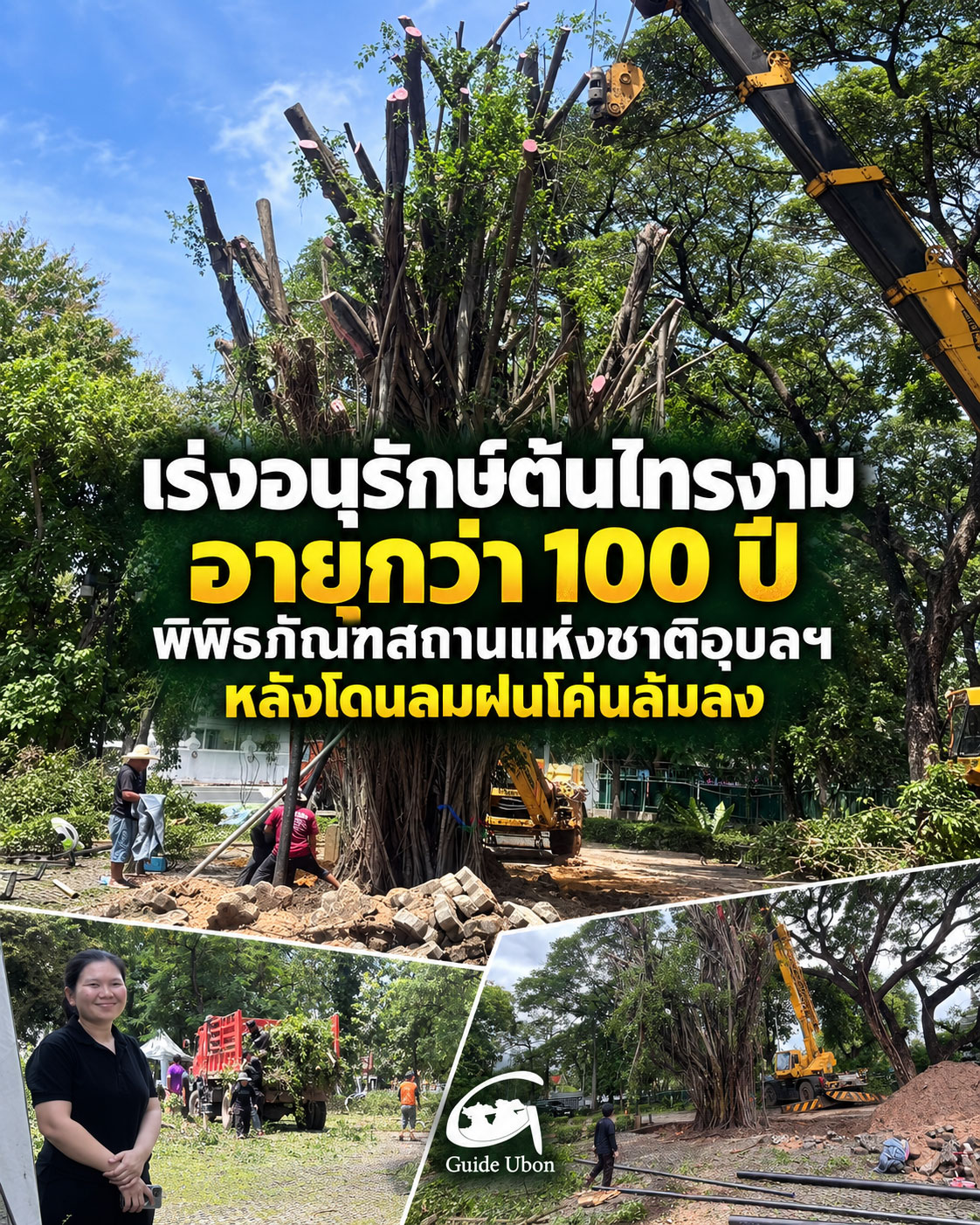 เร่งกู้ต้นไทรอายุกว่า 100 ปี หลังลมฝนพัดโค่นในพิพิธภัณฑสถานแห่งชาติอุบลราชธานี