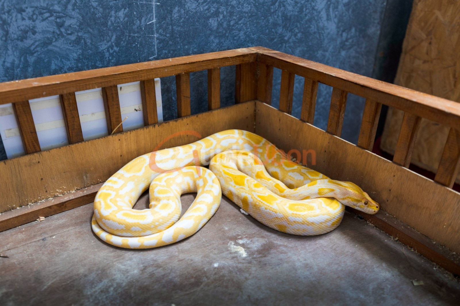 Spooky Pet Village สัมผัสบ้านผีสิง ชมสัตว์แปลก ที่เซ็นทรัลอุบล